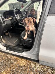 Found/Stray Female Dog last seen Hall station, Bartow County, GA 30145