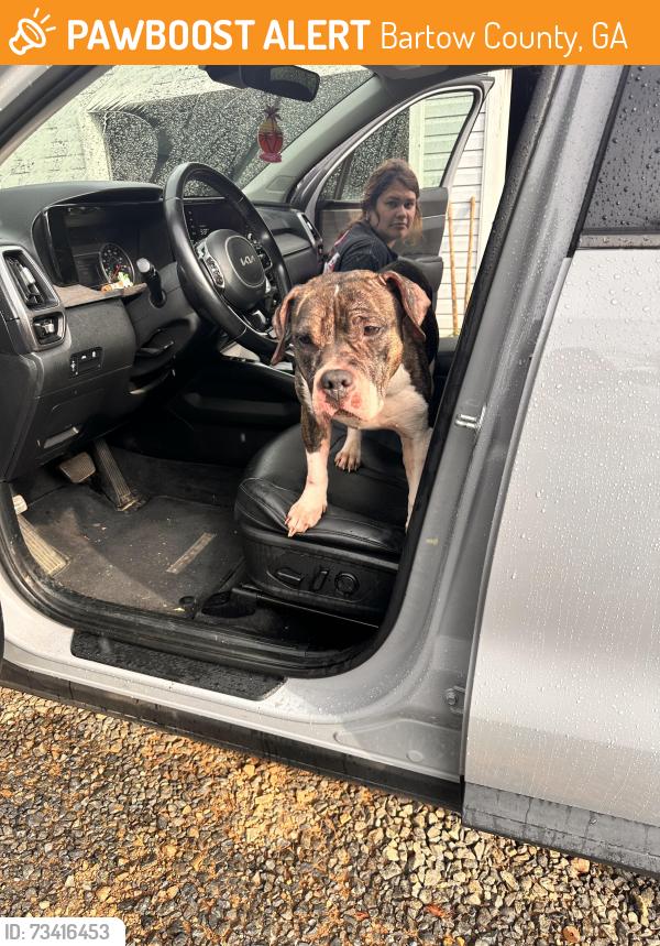 Found/Stray Female Dog last seen Hall station, Bartow County, GA 30145