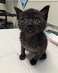 Shelter Stray Female Cat last seen Near Southlook Avenue, San Diego, CA, 92113, 5500 Gaines St, San Diego, CA 92110, USA