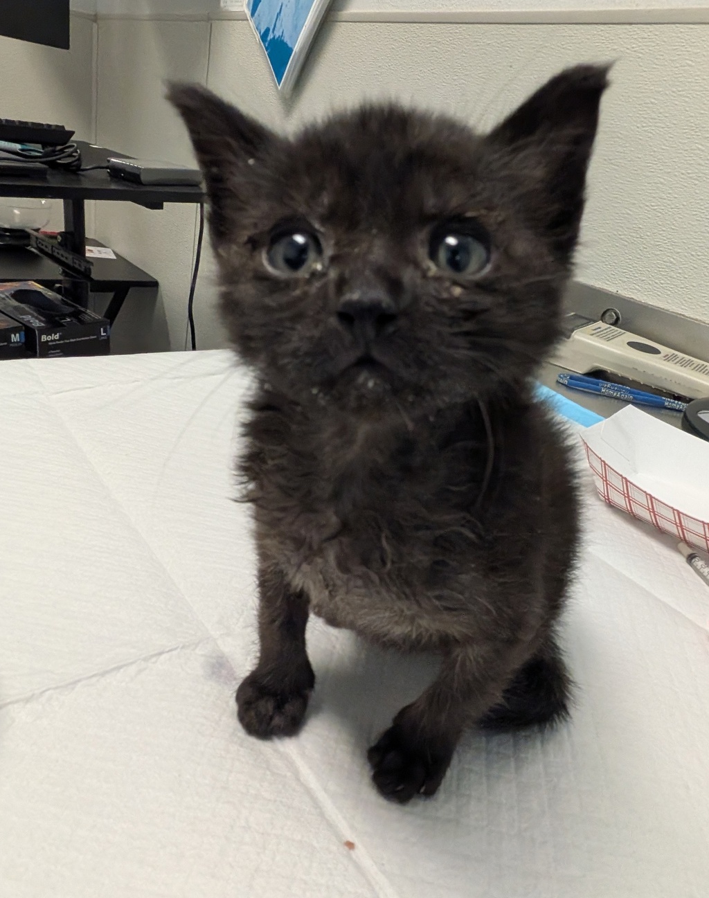 Shelter Stray Female Cat last seen Near Southlook Avenue, San Diego, CA, 92113, 5500 Gaines St, San Diego, CA 92110, USA