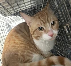 Shelter Stray Male Cat last seen Apt 1,2385 Grove Avenue, San Diego, CA, 92154, 5500 Gaines St, San Diego, CA 92110, USA