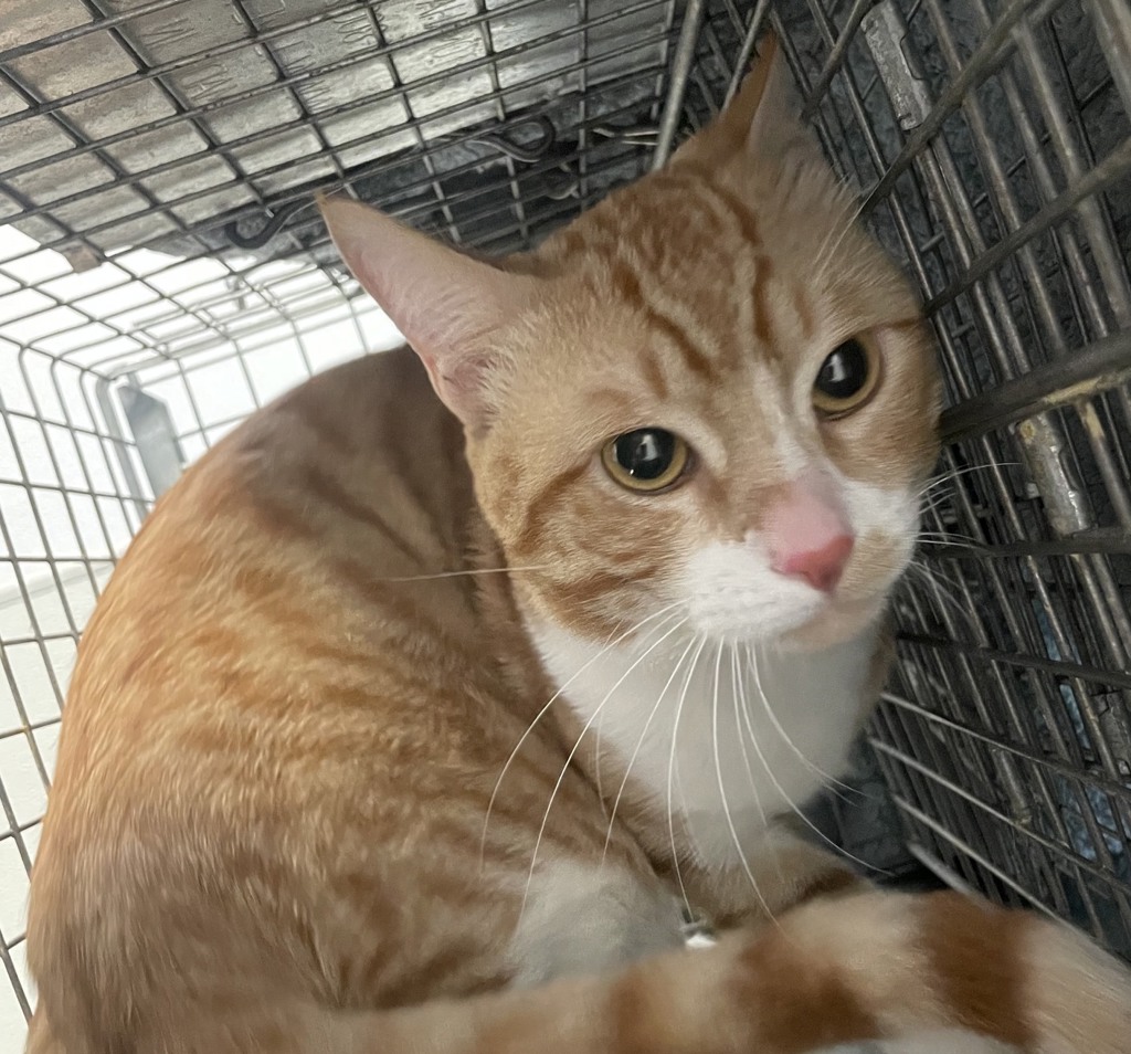 Shelter Stray Male Cat last seen Apt 1,2385 Grove Avenue, San Diego, CA, 92154, 5500 Gaines St, San Diego, CA 92110, USA