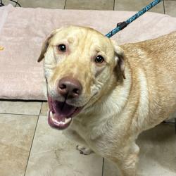 Shelter Stray Male Dog last seen SE 223rd & Stark st, TROUTDALE, OR, 97060, 1700 W Historic Columbia River Hwy, Troutdale, OR 97060, USA