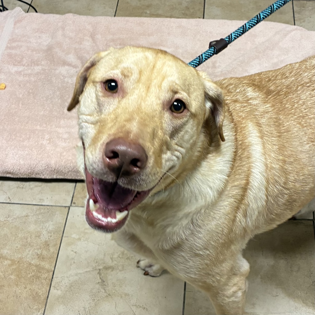 Shelter Stray Male Dog last seen SE 223rd & Stark st, TROUTDALE, OR, 97060, 1700 W Historic Columbia River Hwy, Troutdale, OR 97060, USA