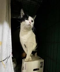 Shelter Stray Male Cat last seen ., Oceanside, CA, 92057, Oceanside, CA 92058, USA