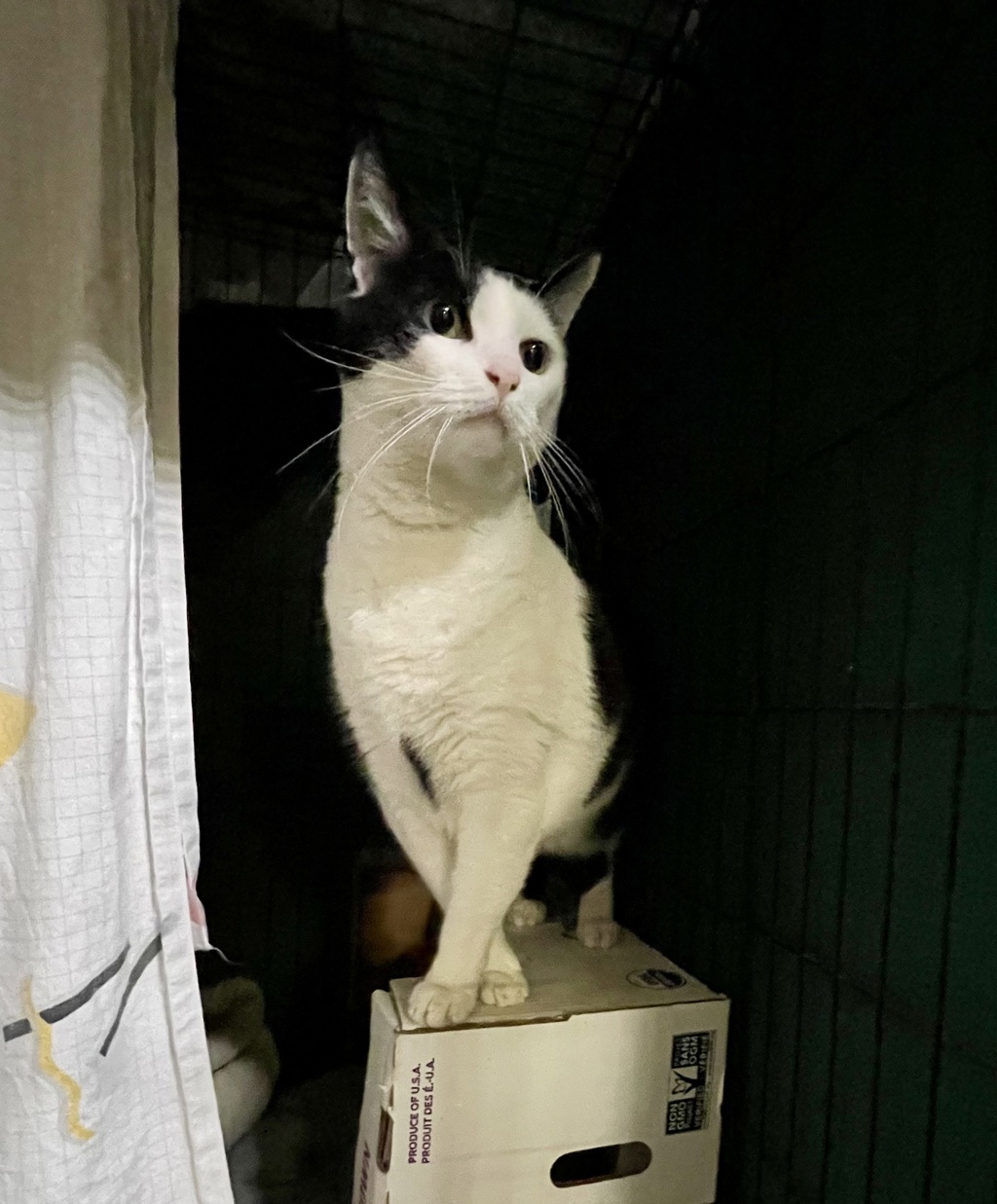 Shelter Stray Male Cat last seen ., Oceanside, CA, 92057, Oceanside, CA 92058, USA