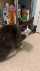 Lost Male Cat last seen Boddington rd, Byfield, England NN11 6LP