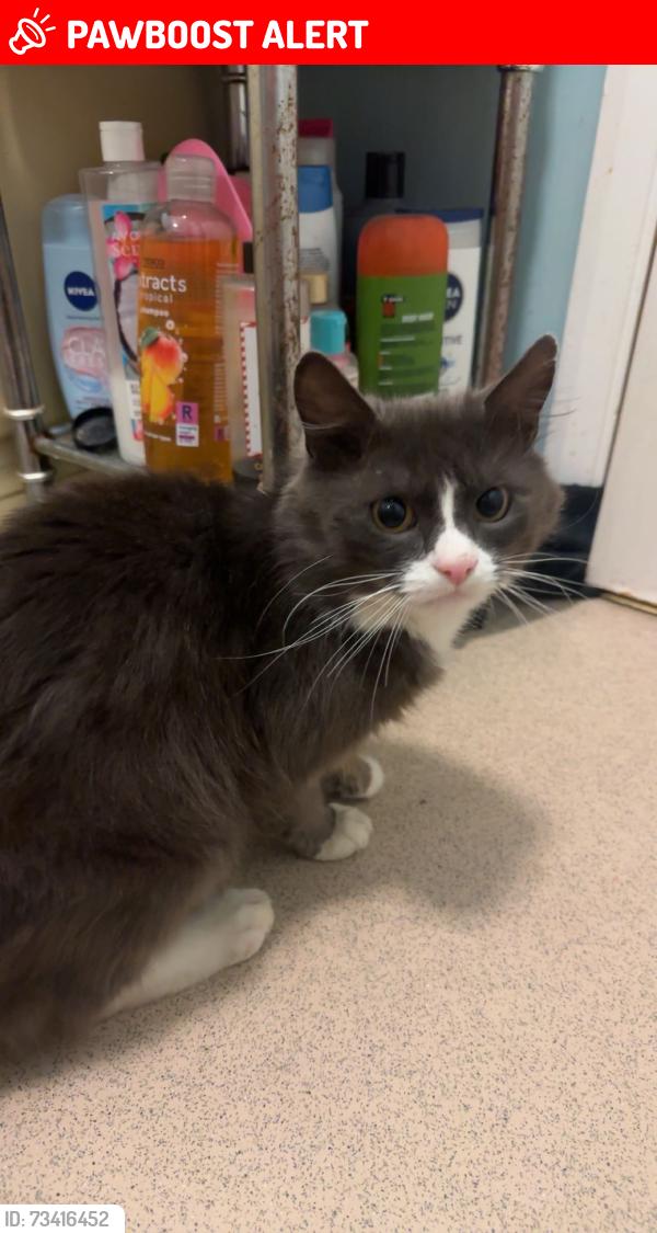 Lost Male Cat last seen Boddington rd, Byfield, England NN11 6LP