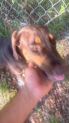 Found/Stray Male Dog last seen Near northwood drive point blank, Point Blank, TX 77364
