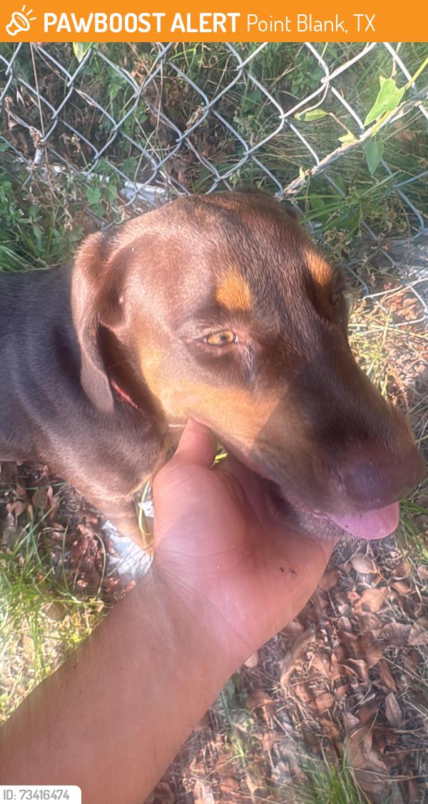 Found/Stray Male Dog last seen Near northwood drive point blank, Point Blank, TX 77364