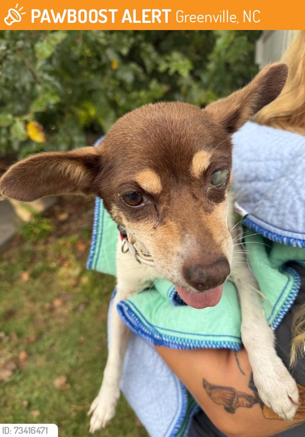 Found/Stray Unknown Dog last seen Near the Eastern Elementary School, Greenville, NC 27858