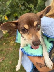 Found/Stray Unknown Dog last seen Near the Eastern Elementary School, Greenville, NC 27858