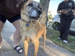 Reunited Female Dog last seen Lawson st e cypress st e, Saint Paul, MN 55101