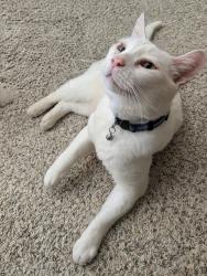 Reunited Male Cat last seen Whitelock Pkwy and Franklin high road, Elk Grove, CA 95757