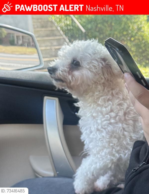 Lost Female Dog last seen Antioch high school, Nashville, TN 37013