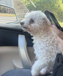 Lost Female Dog last seen Antioch high school, Nashville, TN 37013