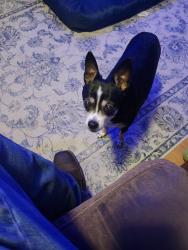 Reunited Female Dog last seen Circle Drive & Clifton Drive, Winder, GA 30680