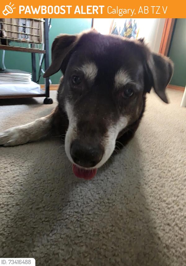 Found/Stray Female Dog last seen Mt McKenzie Park, Calgary, AB T2Z 2V2