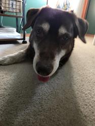 Found/Stray Female Dog last seen Mt McKenzie Park, Calgary, AB T2Z 2V2