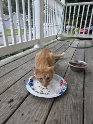 Found/Stray Unknown Cat last seen Lipscomb St and Decatur St, Richmond, VA 23224