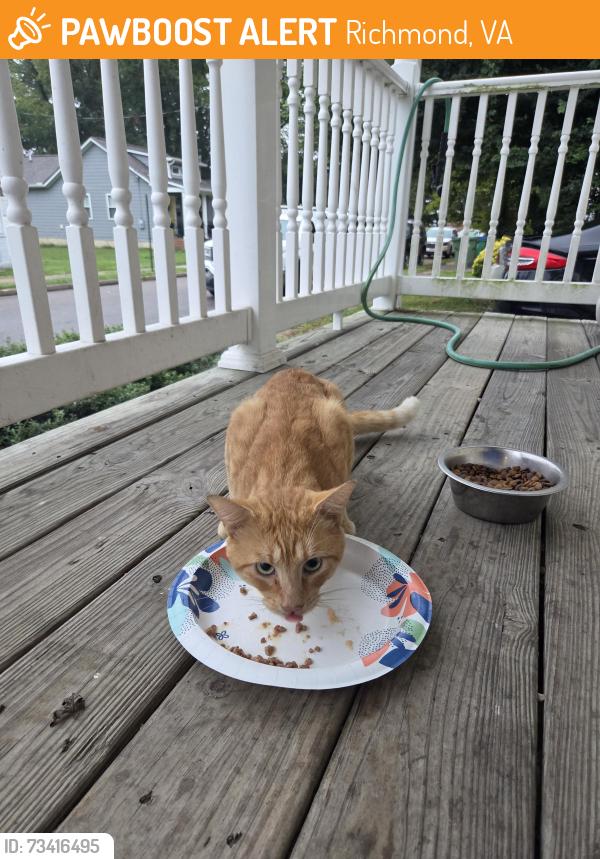 Found/Stray Unknown Cat last seen Lipscomb St and Decatur St, Richmond, VA 23224