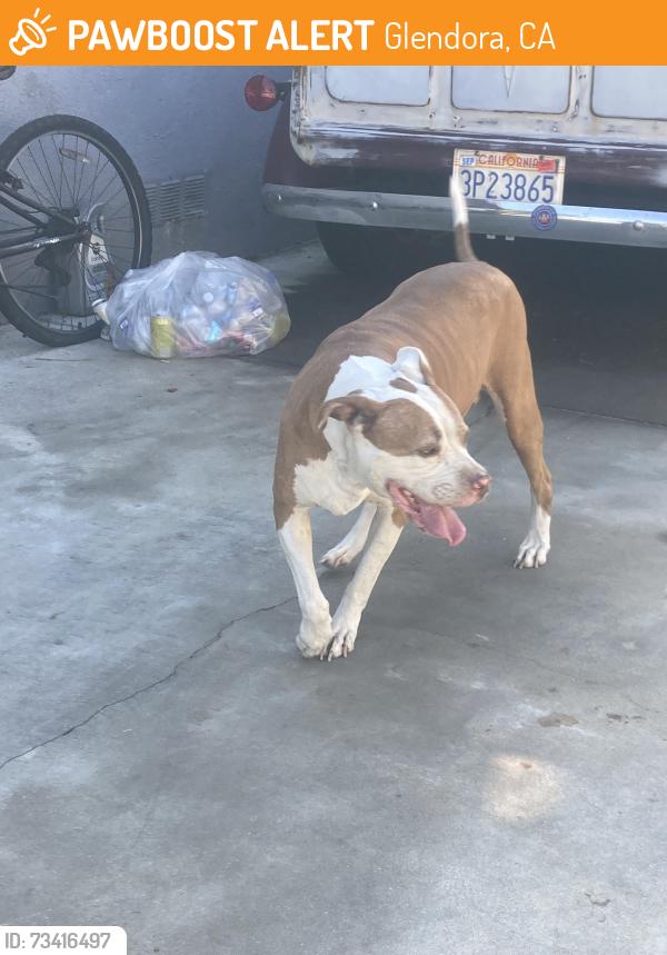 Found/Stray Female Dog last seen Gladstone and Burnaby, Glendora, CA 91740