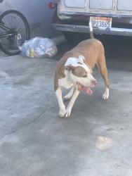 Found/Stray Female Dog last seen Gladstone and Burnaby, Glendora, CA 91740