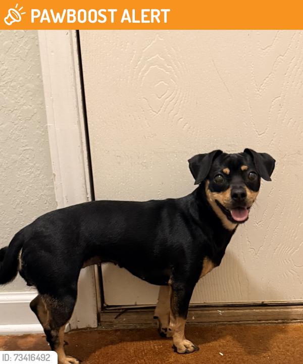 Found/Stray Unknown Dog last seen Near Davis Blvd, North Richland Hills, TX 76182, North Richland Hills, TX 76182