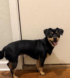 Found/Stray Unknown Dog last seen Near Davis Blvd, North Richland Hills, TX 76182, North Richland Hills, TX 76182