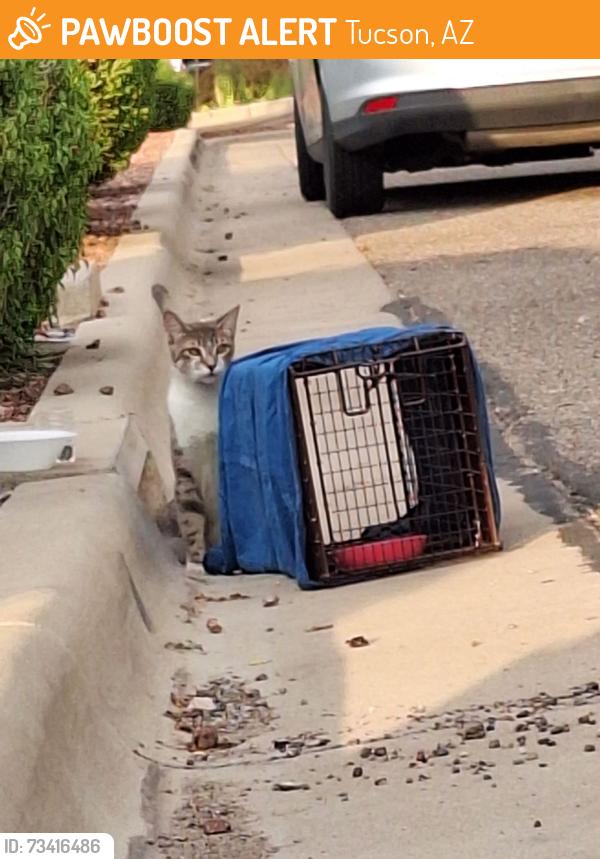 Found/Stray Female Cat last seen 22nd columbus, Tucson, AZ 85711