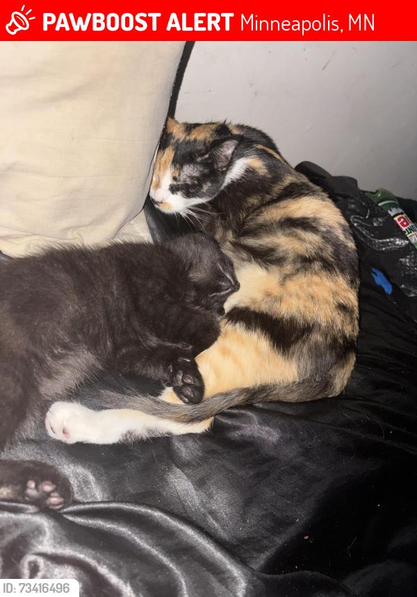 Lost Female Cat last seen Zane and 69th, Minneapolis, MN 55429