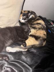 Lost Female Cat last seen Zane and 69th, Minneapolis, MN 55429