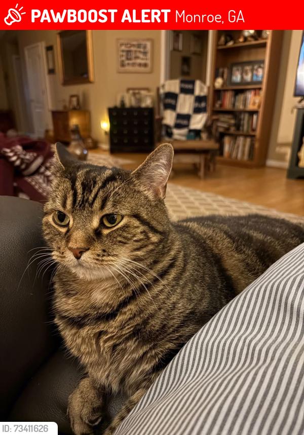Lost Female Cat last seen Double Springs Road and Jennifer Springs, Monroe, GA 30656