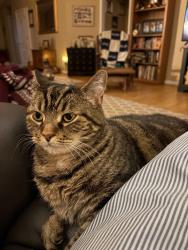 Lost Female Cat last seen Double Springs Road and Jennifer Springs, Monroe, GA 30656