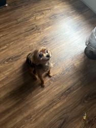 Reunited Female Dog last seen Circle K near Garden Lakes, Rome, GA 30165