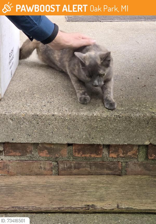 Found/Stray Unknown Cat last seen Westhampton and 10 mile, Oak Park, MI 48237