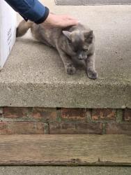 Found/Stray Unknown Cat last seen Westhampton and 10 mile, Oak Park, MI 48237