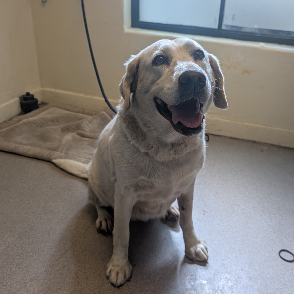 Shelter Stray Female Dog last seen , 361 S Raymond Ave, Pasadena, CA 91105, USA
