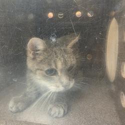 Shelter Stray Female Cat last seen , 3428 S Jenkins Ave, Norman, OK 73072, USA