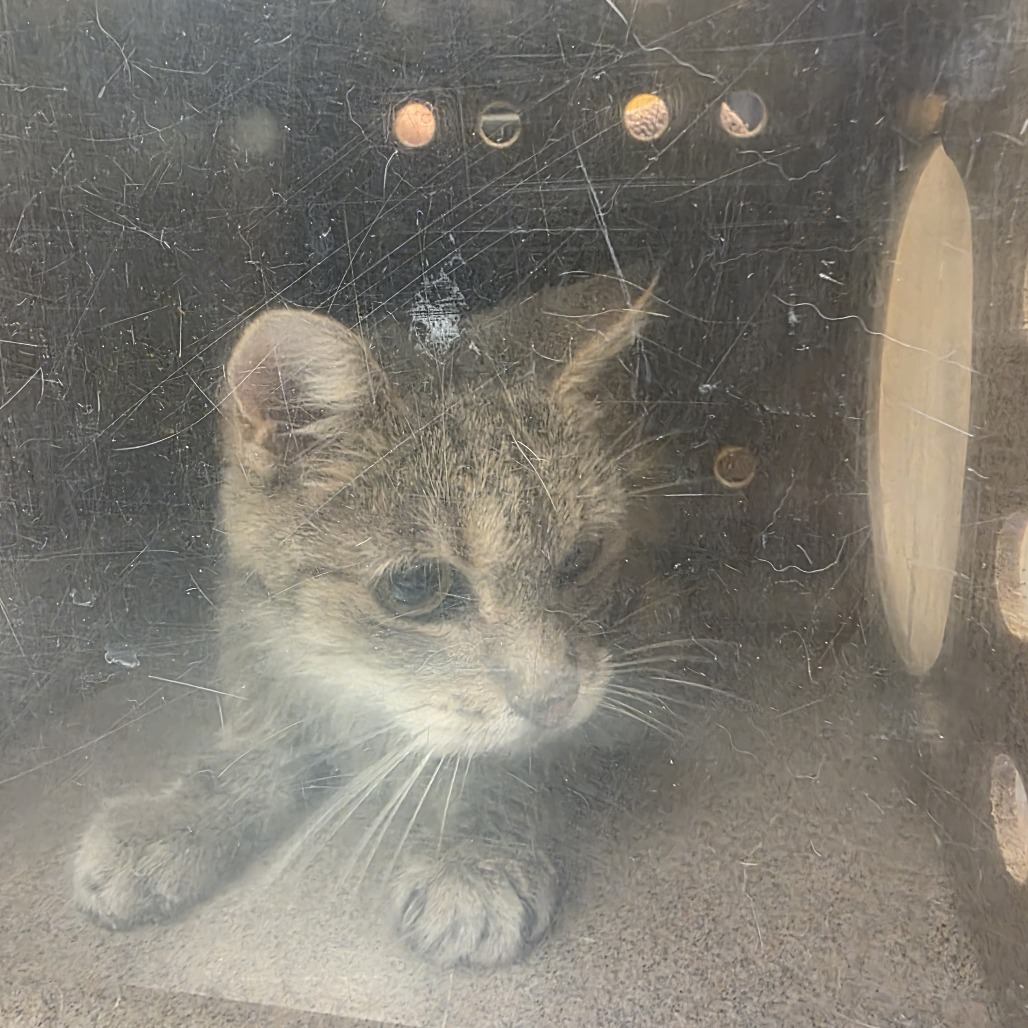 Shelter Stray Female Cat last seen , 3428 S Jenkins Ave, Norman, OK 73072, USA
