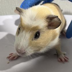 Shelter Stray Male Other last seen , 3607 N Armenia Ave, Tampa, FL 33607, USA