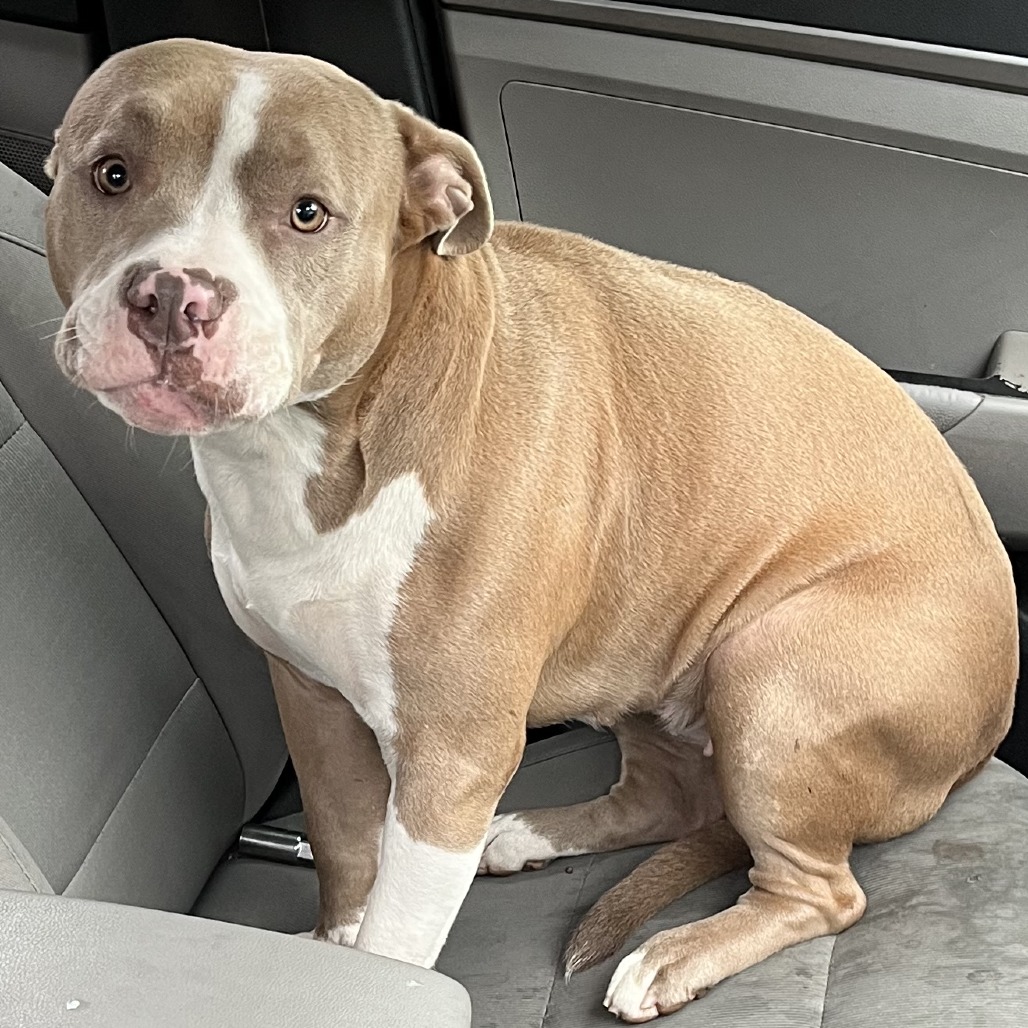 Shelter Stray Female Dog last seen , 980 Guilford College Rd, Greensboro, NC 27409, USA