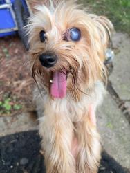 Found/Stray Male Dog last seen Stephenson Hwy and 11 mile, Royal Oak, MI 48067