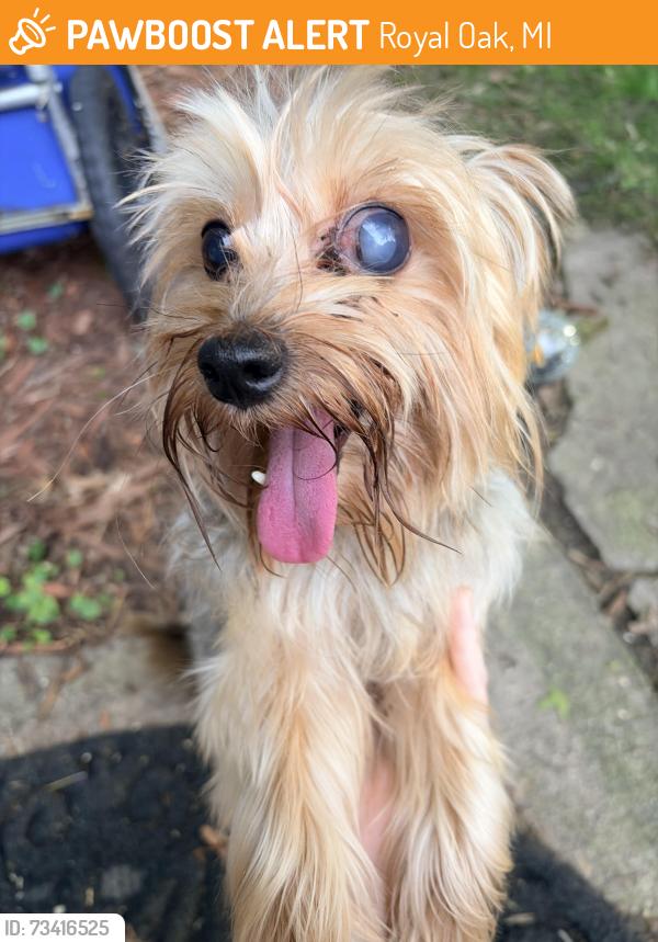 Found/Stray Male Dog last seen Stephenson Hwy and 11 mile, Royal Oak, MI 48067