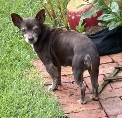 Found/Stray Female Dog last seen Standing Springs and Southwood Drive, Greenville County, SC 29605
