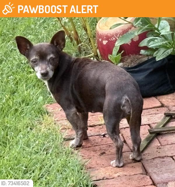 Found/Stray Female Dog last seen Standing Springs and Southwood Drive, Greenville County, SC 29605