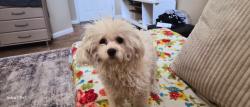 Lost Female Dog last seen Nalis and Owens., Sunrise Manor, NV 89110