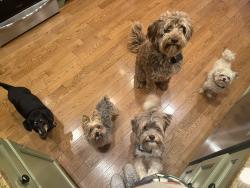 Lost Female Dog last seen Bekalea Drive, Dug Gap Road, Louisville, TN 37777