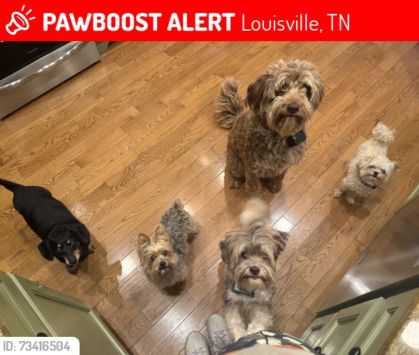 Lost Female Dog last seen Bekalea Drive, Dug Gap Road, Louisville, TN 37777