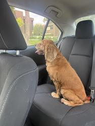 Found/Stray Male Dog last seen Geneva and Monterey in Glendale, Glendale, CA 91206